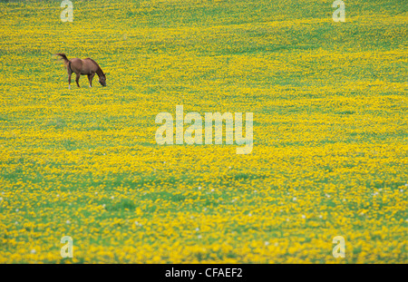 Horse (Equus caballus) in field of dandelions. Prince George Region, British Columbia, Canada. Stock Photo