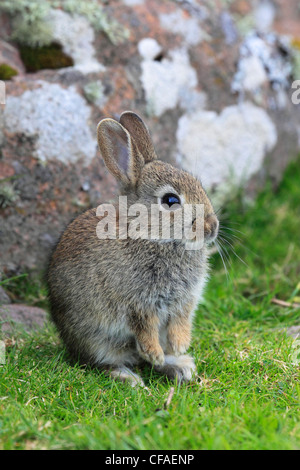 Fur, Highland, highland, rabbit, nose, ear, Oryclolagus cuniculus