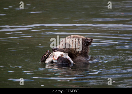 Grizzly bear (Ursus arctos horriblis), four year old cub with salmon (Oncorhynchus sp.), coastal British Columbia.