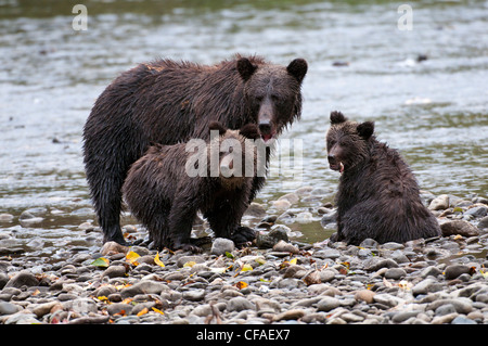 Grizzly bear (Ursus arctos horriblis), female and cubs of the year eating salmon (Oncorhynchus sp.), coastal British Columbia.