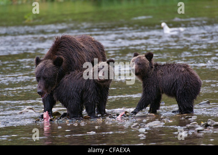 Grizzly bear (Ursus arctos horriblis), female and cubs of the year eating salmon (Oncorhynchus sp.), coastal British Columbia.