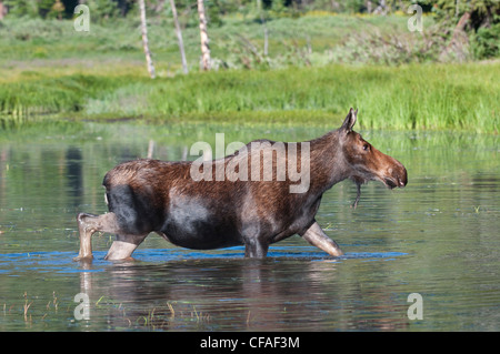 Moose (Alces alces shirasi), cow, Roosevelt National Forest, Colorado. Stock Photo