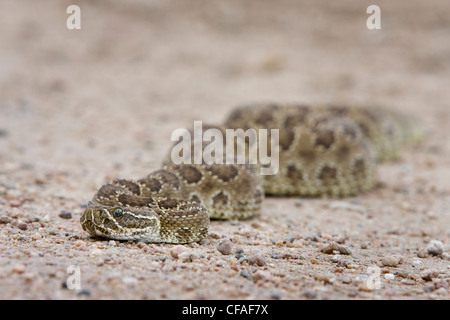 Prairie rattlesnake (Crotalus viridis viridis), near Pawnee National Grassland, Colorado. Stock Photo