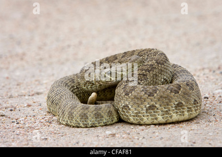 Prairie rattlesnake (Crotalus viridis viridis), near Pawnee National Grassland, Colorado. Stock Photo