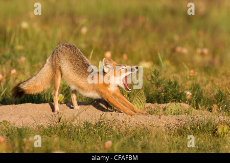 Swift fox (Vulpes velox), male yawning and stretching, at den, near Pawnee National Grassland, Colorado. Stock Photo