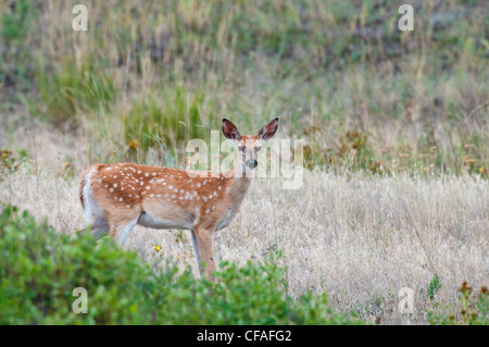 White-tailed deer (Odocoileus virginianus), fawn, National Bison Range, Montana. Stock Photo