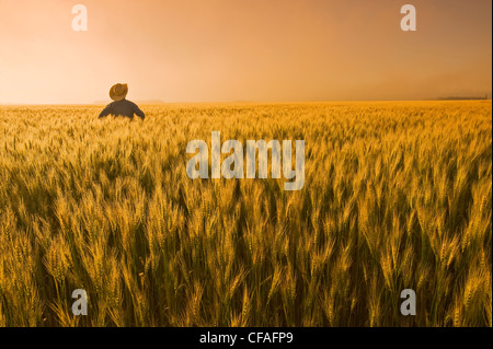 a man looks out over a field of maturing wheat with mist in the background, near Dugald, Manitoba, Canada