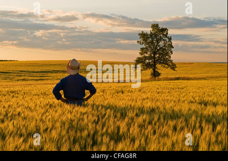a man looks out over a field of maturing wheat near Holland, Manitoba, Canada
