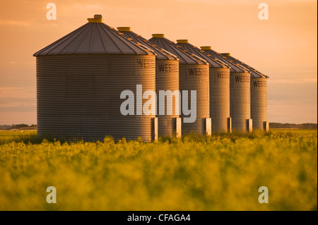 a field of bloom stage canola with grain bins,(silos) in the background, near Cypress River, Manitoba, Canada Stock Photo