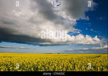 blooming canola field with cumulonimbus cloud in the sky, near Lorette, Manitoba, Canada Stock Photo