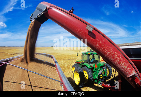 a grain wagon empties spring wheat into a farm truck during harvest, Tiger Hills, Manitoba, Canada. Stock Photo