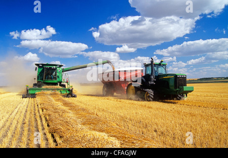 a combine empties into a grain wagon on the go, spring wheat harvest, Tiger Hills, Manitoba, Canada. Stock Photo