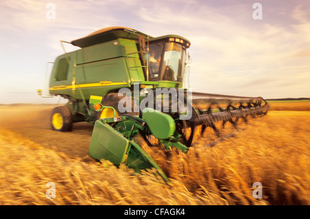 motion study of a combine harvesting spring wheat, near Somerset, Manitoba, Canada. Stock Photo