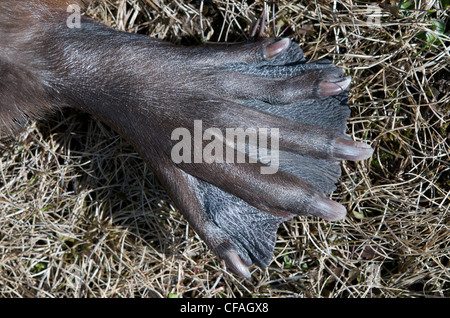 Close-up of beavers webbed foot, or paw adapted for swimming. (Castor canadensis). Northern Ontario, Canada. Stock Photo