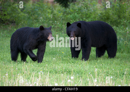 Wild American Black bear-female and male in summer grasses. (Ursus americanus). Sleeping Giant Provincial Park. Ontario, Canada. Stock Photo