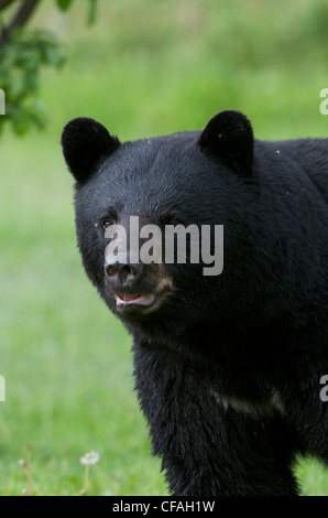 Wild American Black Bear (Ursus americanus) portrait in summer. Sleeping Giant Provincial Park. Ontario, Canada. Stock Photo
