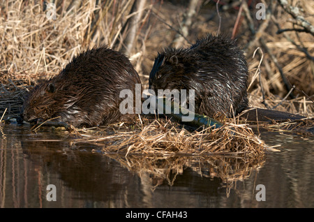 Beavers sitting at edge of pond feeding on aspen tree branch. (Castor canadensis). Northern Ontario, Canada. Stock Photo