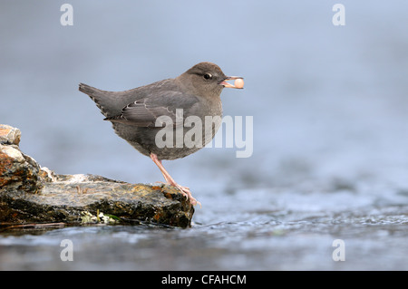 American Dipper (Cinclus mexicanus) perched on the edge of a stream with a salmon egg in its beak. Stock Photo