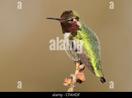 Male Anna's Hummingbird (Calypte anna) perched on a branch. Stock Photo