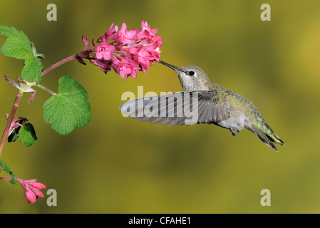Female Anna's Hummingbird (Calypte anna) feeding on the nectar of a flower. Stock Photo