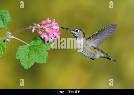 Female Anna's Hummingbird (Calypte anna) feeding on the nectar of a flower. Stock Photo