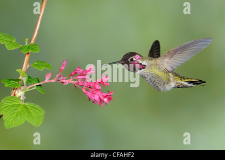 Male Anna's Hummingbird (Calypte anna) feeding on the nectar of a flower. Stock Photo