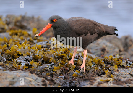 American Black Oystercatcher (Haematopus bachmani) standing in seaweed on rocks with a mollusc in its beak. Stock Photo