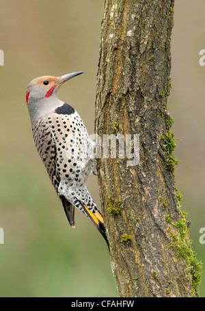 Yellow-shafted Northern Flicker (Colaptes auratus) pecking on a tree trunk. Stock Photo