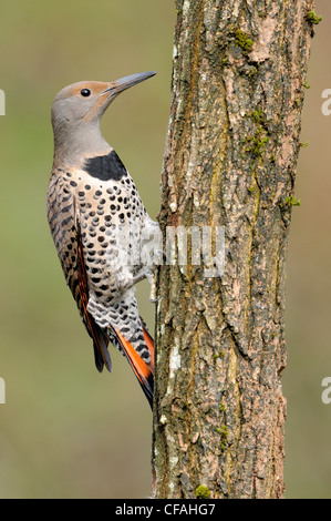 Red-shafted Northern Flicker (Colaptes auratus) pecking on a tree trunk. Stock Photo