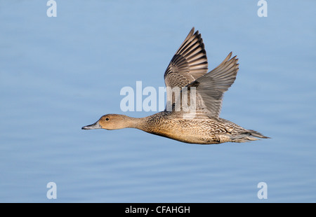 Northern Pintail (Anas acuta) in flight over a lagoon. Stock Photo