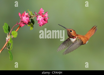 Male Rufous Hummingbird (Selasphorus rufus) feeding on the nectar of a flower. Stock Photo