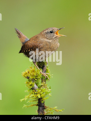 Winter Wren (Troglodytes troglodytes) singing while perched on a moss covered branch. Stock Photo