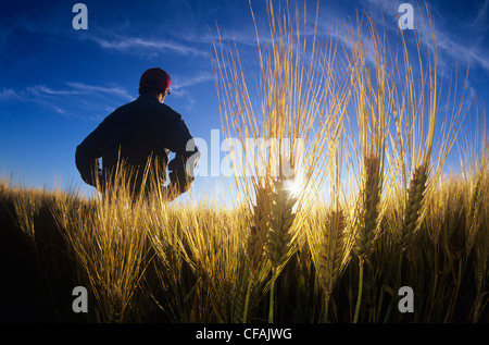 Farmer in maturing barley field, Dugald, Manitoba, Canada. Stock Photo