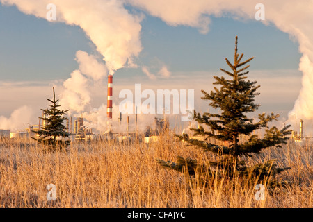 Young evergreen saplings planted near oil refinery, Edmonton, Alberta, Canada. Stock Photo