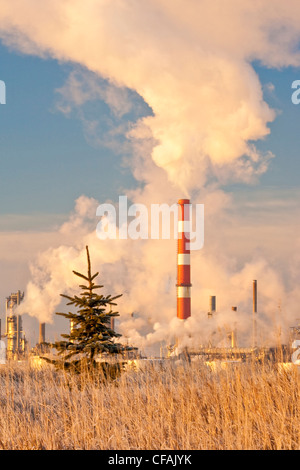 Young evergreen sapling planted near oil refinery, Edmonton, Alberta, Canada. Stock Photo