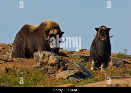 Two Muskox (Ovibos moschatus) on a hillside, Northwest Territories, Canada. Stock Photo