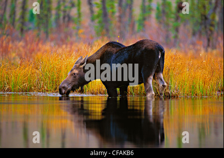 Moose cow (Alces alces) drinking from a marsh. Stock Photo