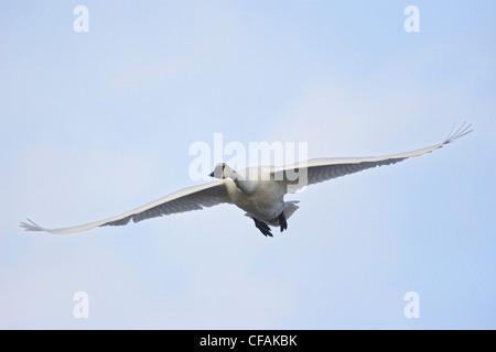 Trumpeter Swan in flight Stock Photo