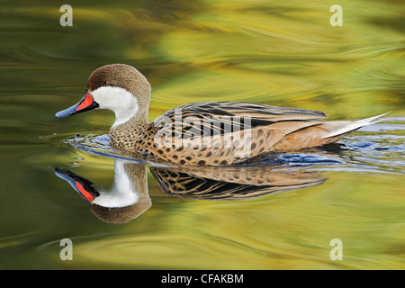 White-cheeked Pintail, (Anas bahamensis) Stock Photo