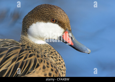 White-cheeked Pintail, (Anas bahamensis) Stock Photo