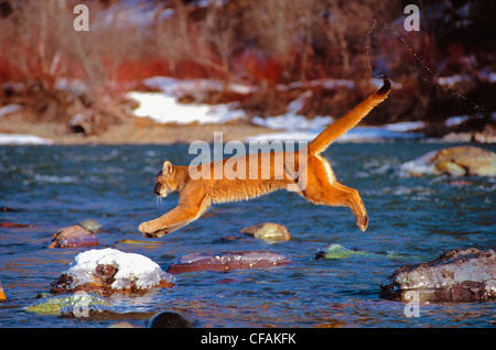 Mountain Lion (Puma concolor) leaping from rock to rock. Stock Photo