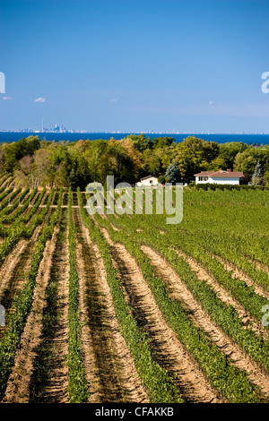 Vineyards at Flat Rock Cellars Winery, near Jordan, Niagara Penninsula, Ontario, Canada. Stock Photo