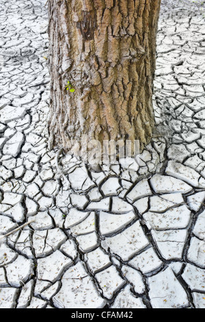 Trunk of a tree and cracked clay mud in the Red River Valley. Winnipeg, Manitoba, Canada. Stock Photo
