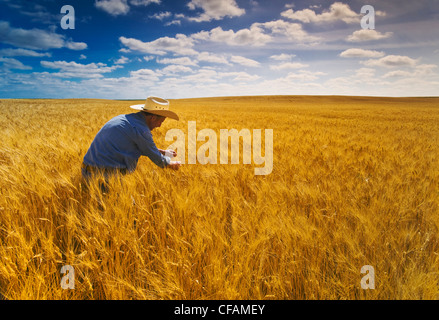 a man examines a mature, harvest ready durum wheat field, near Leader, Saskatchewan, Canada Stock Photo
