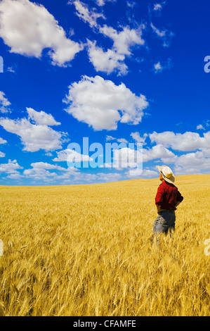 a man looks out over a mature, harvest ready durum wheat field, near Glidden, Saskatchewan, Canada Stock Photo