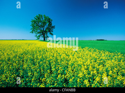 Canola and spring wheat fields with lone tree, near Roland, Manitoba, Canada Stock Photo