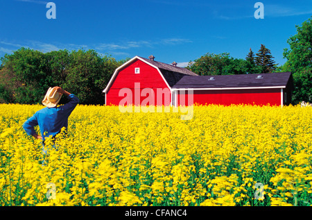 Farmer standing in blooming canola field with red barn in the background near Winnipeg, Manitoba, Canada