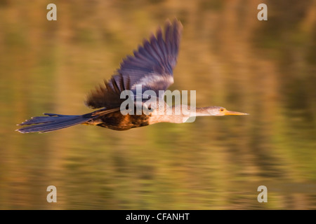 Anhinga (Anhinga anhinga) in mid-flight at Estero Llano Grande State Park in Texas Stock Photo