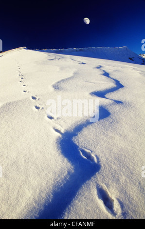 Coyote tracks on the Farwell Canyon sand dune in British Columbia, Canada Stock Photo