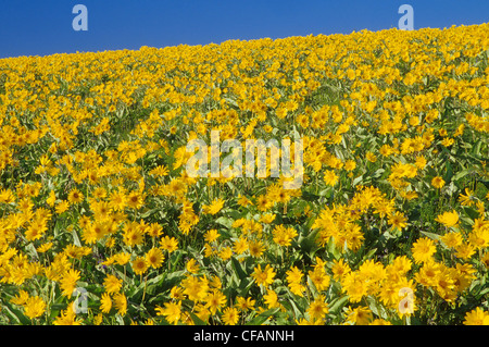 Balsamroot flowers in Junction Sheep Range Provincial Park in the grasslands of British Columbia, Canada Stock Photo